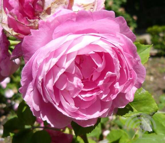 Afbeelding bij Bourbonroos - Rosa borboniana - Rosa (HRb) 'Reine Victoria'