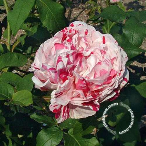 Afbeelding bij Bourbonroos - Rosa borboniana - Rosa (HRb) 'Variegata di Bologna'