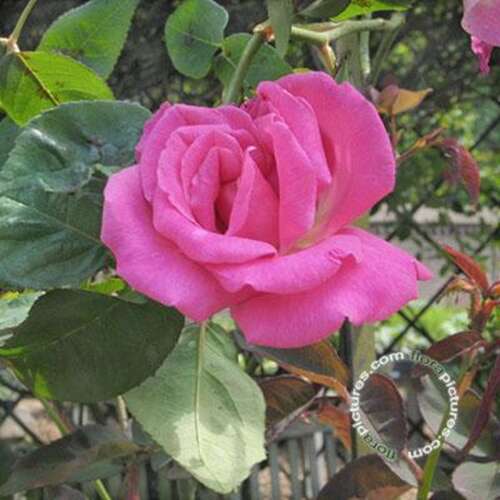 Afbeelding bij Bourbonroos - Rosa borboniana - Rosa (HRb) 'Zéphirine Drouhin'