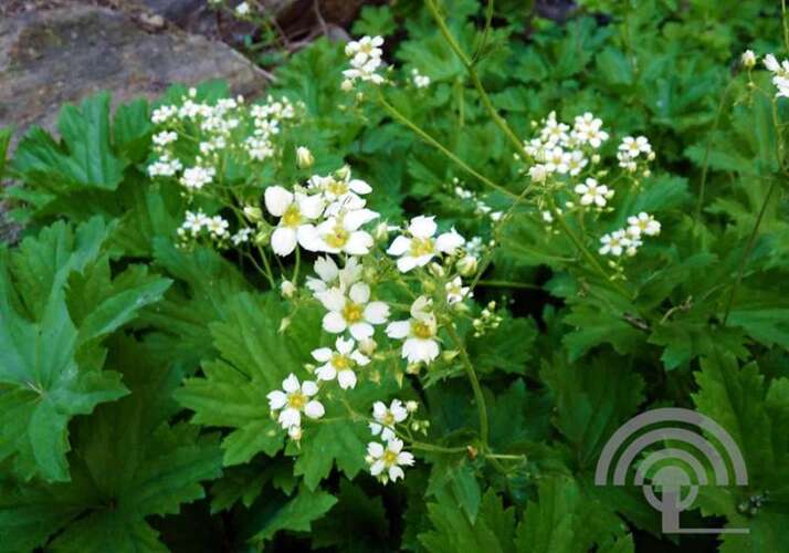 Afbeelding bij Boykinia - Boykinia major