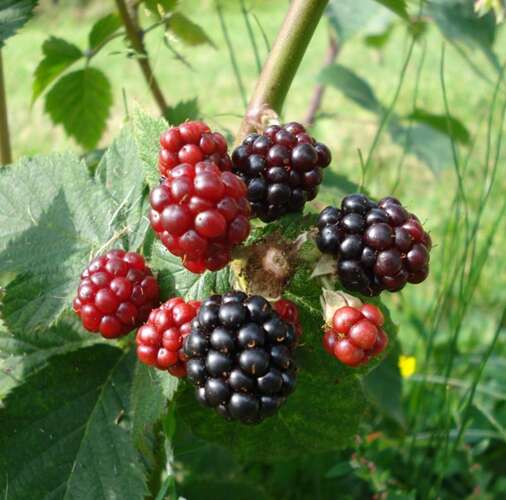 Afbeelding bij Braam - Rubus frut. &#039;Himalaya&#039;