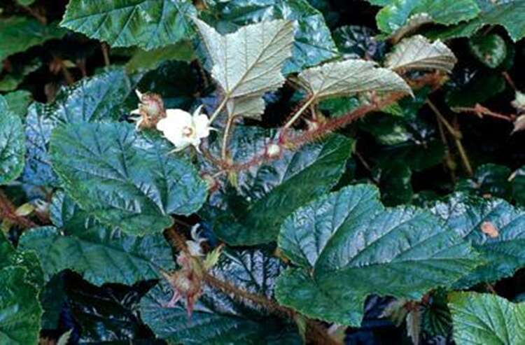 Afbeelding bij Braam - Rubus tricolor - ? Bladhoudend ?