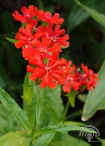 Afbeelding bij Brandende liefde - Lychnis chalcedonica 