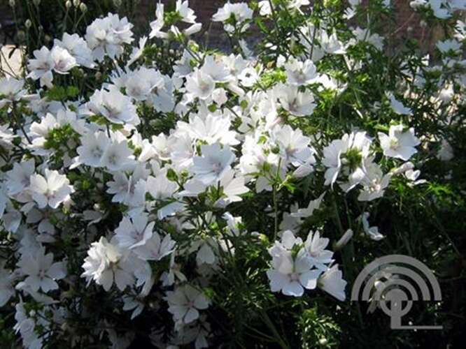 Afbeelding bij Brandende liefde - Lychnis chalcedonica &#039;Alba&#039;  