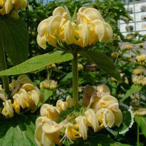 Afbeelding bij Brandkruid - Phlomis russeliana 
