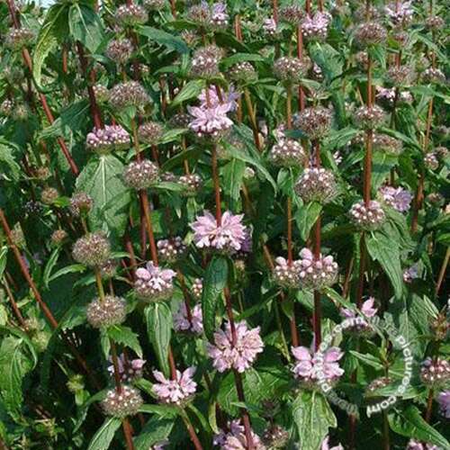Afbeelding bij Brandkruid - Phlomis tuberosa &#039;Amazone&#039;