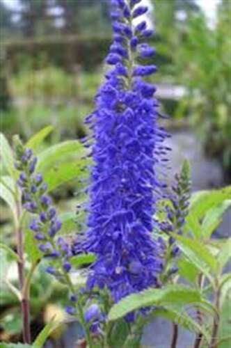 Afbeelding bij Brede ereprijs - Veronica austr. &#039;Knallblau&#039; 