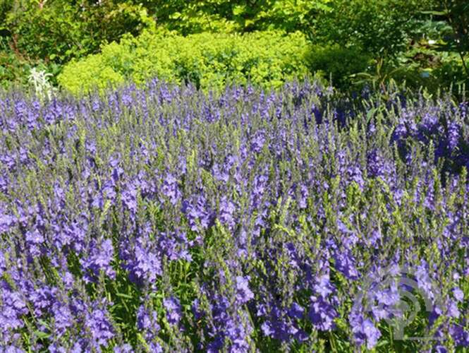 Afbeelding bij Brede ereprijs - Veronica austr. 'Shirley Blue' 