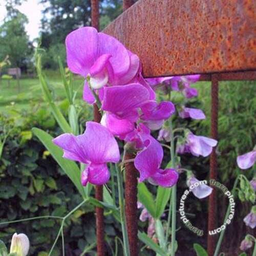 Afbeelding bij Brede lathyrus - Lathyrus latifolius 'Pink Pearl'   