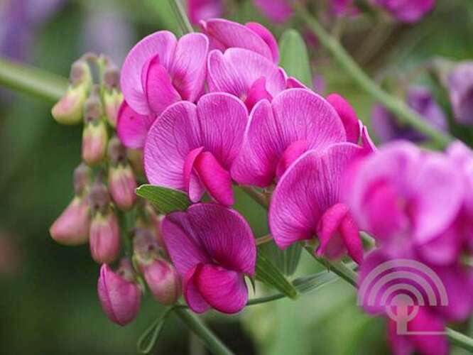 Afbeelding bij Brede lathyrus - Lathyrus latifolius 'Red Pearl'