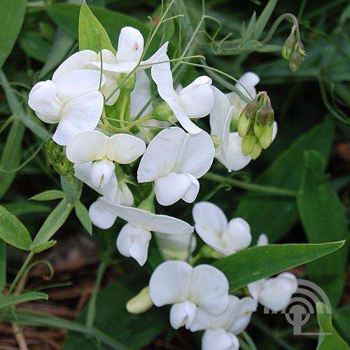 Afbeelding bij Brede lathyrus - Lathyrus latifolius &#039;White Pearl&#039;