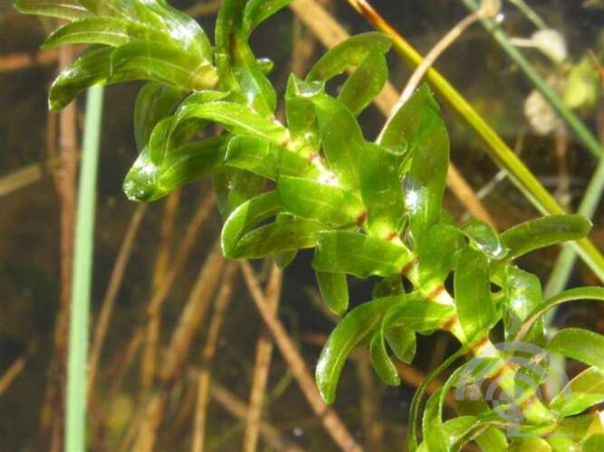 Afbeelding bij Brede waterpest - Elodea canadensis