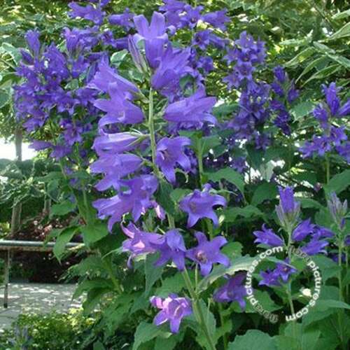 Afbeelding bij Breed klokje - Campanula latifolia macrantha 