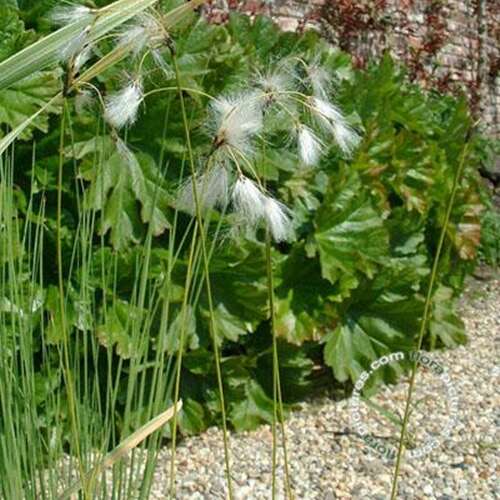 Afbeelding bij Breed wollegras - Eriophorum latifolium