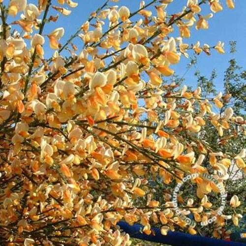 Afbeelding bij Brem - Cytisus 'Apricot Gem'