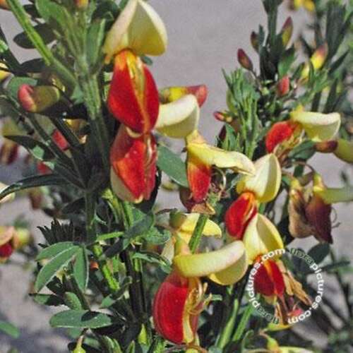 Afbeelding bij Brem - Cytisus 'Firefly'