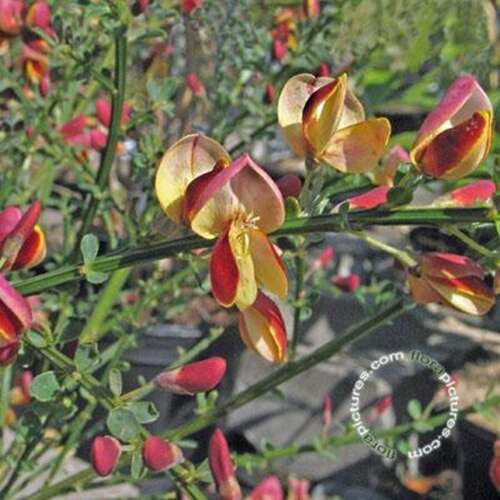 Afbeelding bij Brem - Cytisus &#039;Goldfinch&#039; 