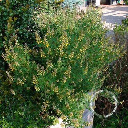 Afbeelding bij Brem - Cytisus nigricans &#039;Cyni&#039; 