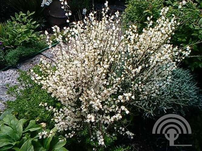 Afbeelding bij Brem - Cytisus praecox 'Albus' 