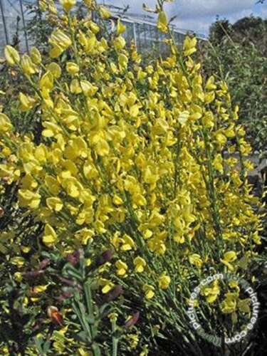 Afbeelding bij Brem - Cytisus praecox 'Allgold'