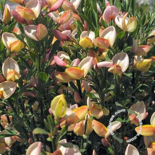 Afbeelding bij Brem - Cytisus &#039;Zeelandia&#039; 