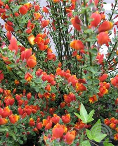 Afbeelding bij Brem - Cytisus 'Lena'