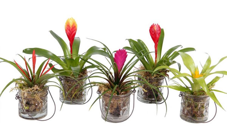 Afbeelding bij Bromelia 
