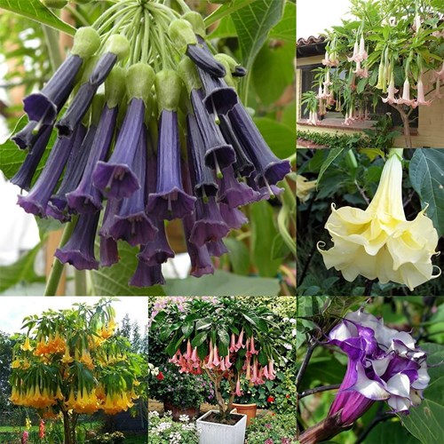 Afbeelding bij Brugmansia / engelentrompet