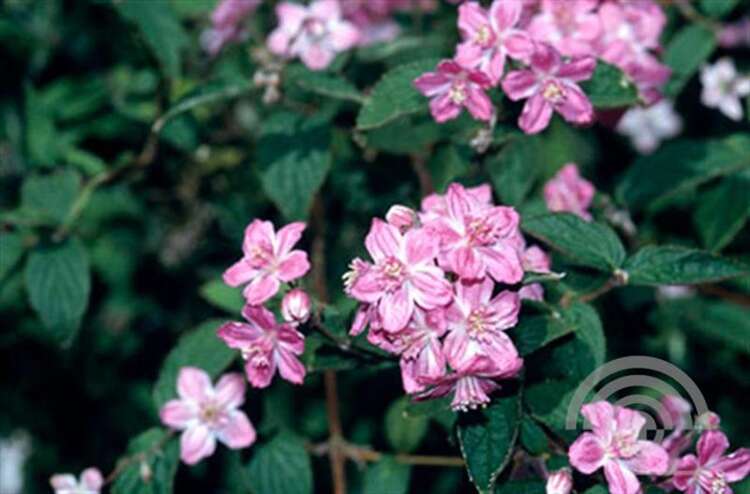 Afbeelding bij Bruidsbloem - Deutzia elegantissima &#039;Rosealind&#039; 