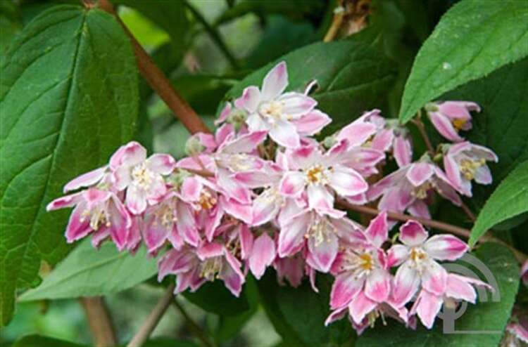 Afbeelding bij  Bruidsbloem - Deutzia hybrida &#039;Magicien&#039;