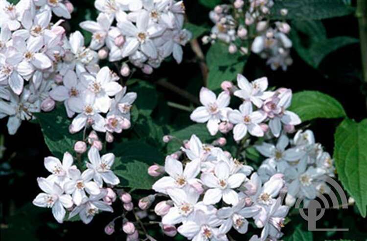 Afbeelding bij  Bruidsbloem - Deutzia hybrida &#039;Mont Rose&#039; 