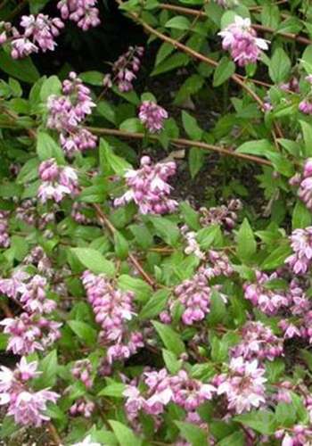 Afbeelding bij  Bruidsbloem - Deutzia hybrida &#039;Strawberry Fields&#039; 