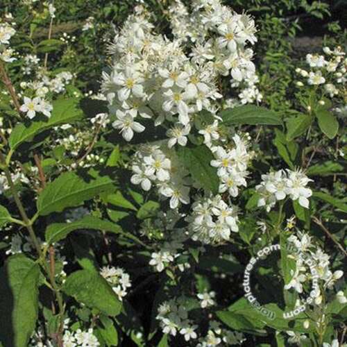 Afbeelding bij Bruidsbloem - Deutzia lemoinei