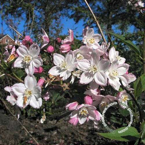 Afbeelding bij  Bruidsbloem -  Deutzia purp. &#039;Kalmiiflora&#039; 