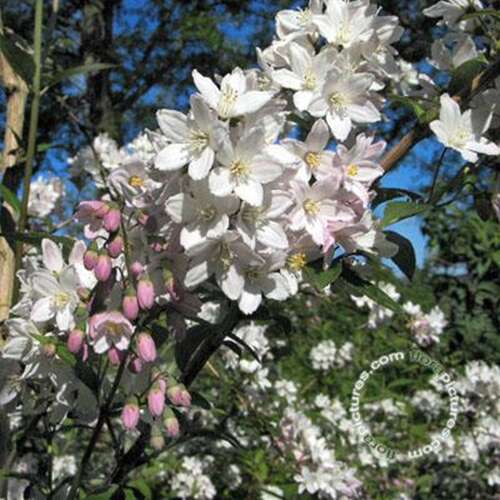 Afbeelding bij  Bruidsbloem - Deutzia rosea 