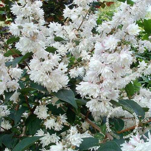Afbeelding bij Bruidsbloem - Deutzia scabra &#039;Codsall Pink&#039;