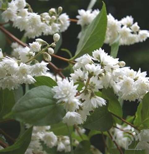 Afbeelding bij Bruidsbloem - Deutzia scabra &#039;Pride of Rochester&#039; 