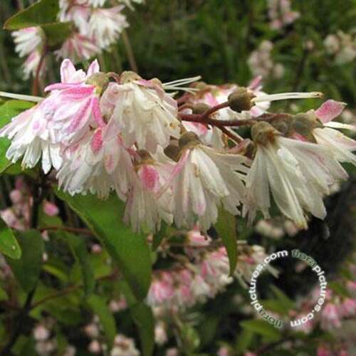 Afbeelding bij Bruidsbloem - Roze deutzia - Deutzia scabra &#039;Plena&#039; 