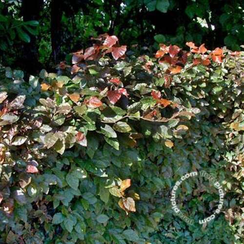 Afbeelding bij Bruine beuk - Fagus syl. &#039;Atropunicea&#039; 