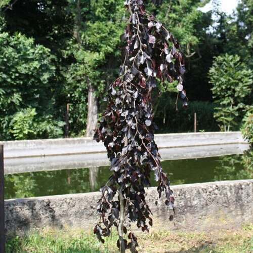 Afbeelding bij Bruine treurbeuk - Fagus syl. &#039;Black Swan&#039; 
