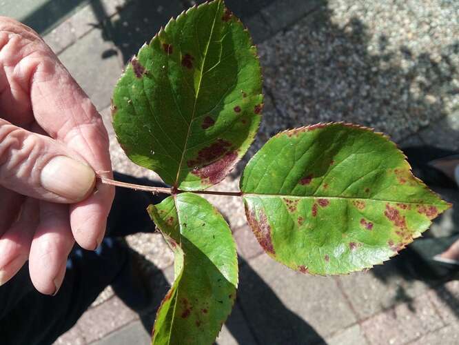 Bruine vlekken op rozenbladeren