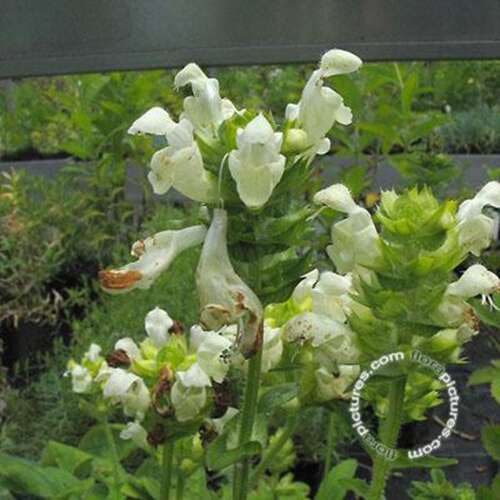 Afbeelding bij Brunel - Bijenkorfje - Prunella grand. &#039;Alba&#039; 