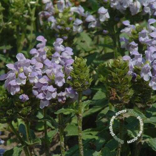 Afbeelding bij Brunel - Bijenkorfje - Prunella grand. &#039;Loveliness&#039; 