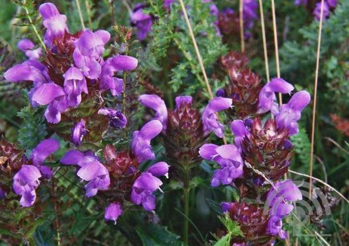Afbeelding bij Brunel - Bijenkorfje - Prunella grand. &#039;Violet&#039; 
