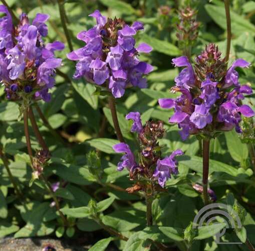 Afbeelding bij Brunel - Bijenkorfje - Prunella grandiflora 