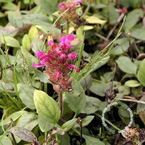 Afbeelding bij Brunel - Bijenkorfje - Prunella webbiana 'Rosea'