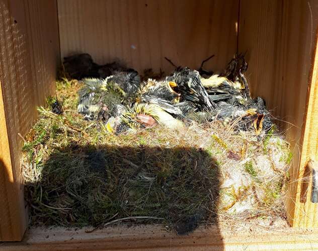 Afbeelding bij Buxusrups gesignaleerd