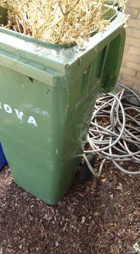 Afbeelding bij Buxusrupsen natuurlijk bestrijden. 