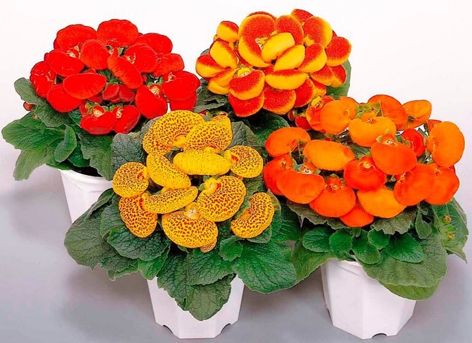 Afbeelding bij Calceolaria / Pantoffelplantje