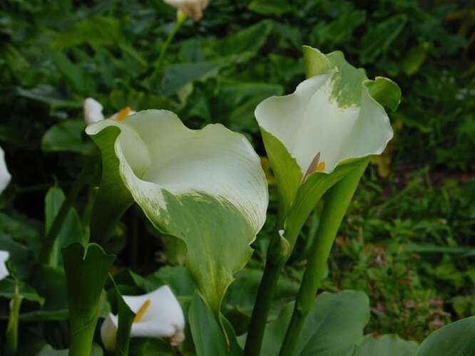 Afbeelding bij Calla - Aronskelk - Zantedeschia aeth. &#039;Green Goddess